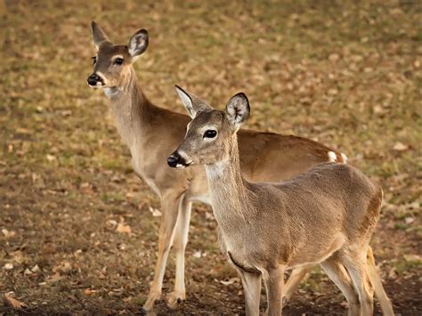 Doe, a deer, two female deer. | Best Viewed "LARGE" on Black… | Flickr