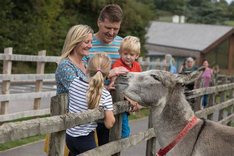 What's on at The Donkey Sanctuary this summer?- East Devon News