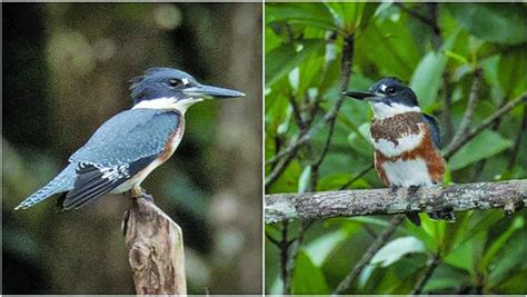 New species of birds recorded in Guyana - Guyana Times