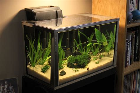 Best Gallon Fish Tank And Aquarium Kits Reveiws Guide | My XXX Hot Girl