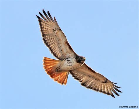 Red-Tailed Hawk in flight: Emma England Nature Photography