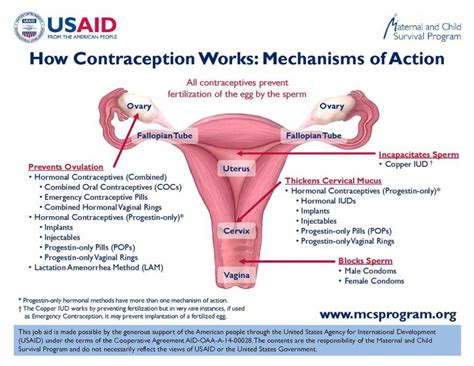 How Contraception Works: Mechanisms of Action