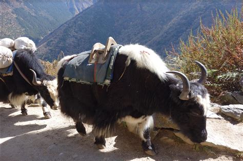 Yak Domestication Evidence Discovered in Tibetan Plateau Near Arunachal Pradesh from 2500 Years ...