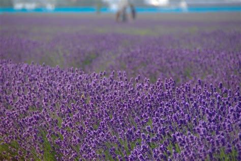 Vibrant Hokkaido Lavender Fields in Furano, Japan - WAttention.com