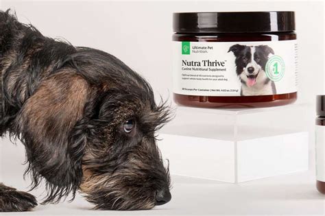 Do Joint Supplements For Dogs Actually Work?