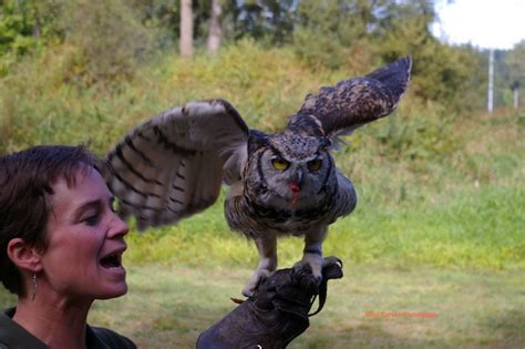 VANCOUVER ISLAND BIRDS OF PREY-PACIFIC NORTHWEST RAPTORS