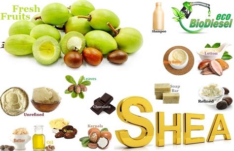 Ancient Nut Of The Shea Tree! – Simply JD