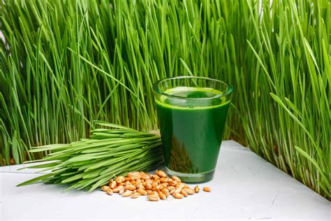 Best 3 Wheatgrass Juicers in 2023 (After 29 Years of Juicing) - juicer360