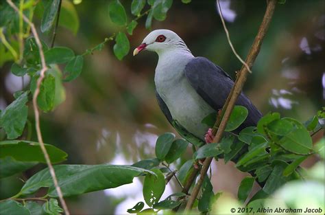 Checklist of the Birds of Andaman and Nicobar Islands | Bubo Birding