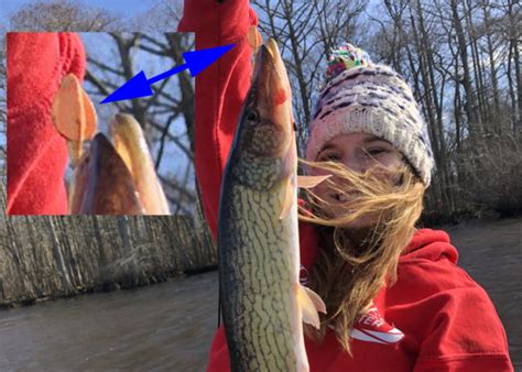 Toothy Tips for Winter Pickerel Fishing | FishTalk Magazine