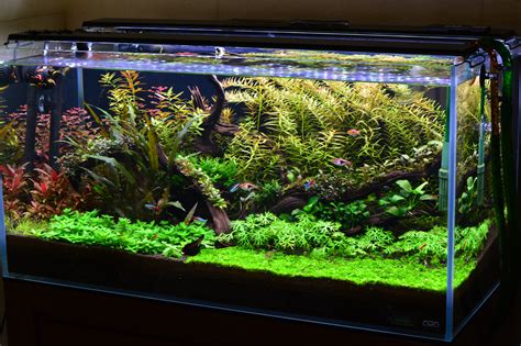 48 Gallon Low-tech | The Planted Tank Forum