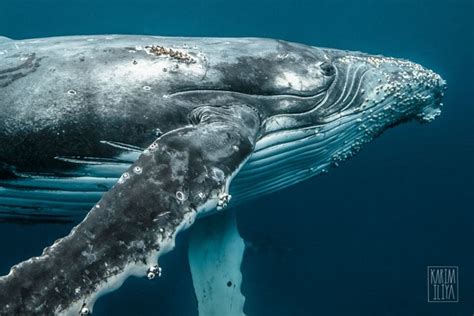 Photographer Captures a Humpback Whale Fight Up Close