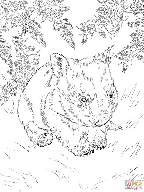 Baby Wombat coloring page | Free Printable Coloring Pages