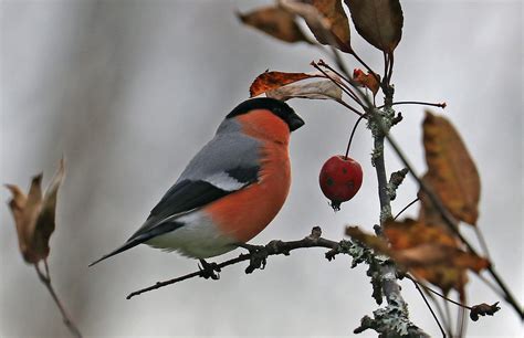 Michael Nordeman Photography | Bullfinch, common bullfinch or Eurasian...