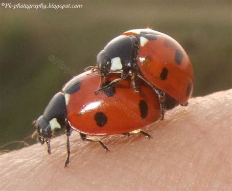 Ladybugs Mating | Nature, Cultural, and Travel Photography Blog