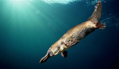 Facts about Platypus