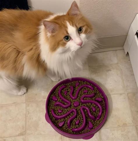 What is the best cat puzzle feeder - Thriving Cat