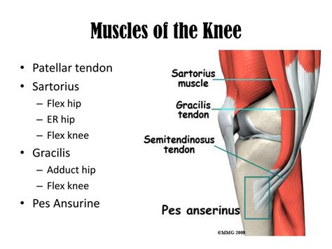 Muscles Of The Knee Labeled