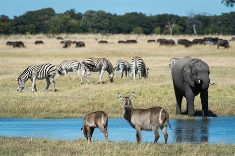 WILDERNESS WILDLIFE TRUST USES TOURISM TO PROTECT ZIMBABWE'S WILDLIFE - We Are Africa