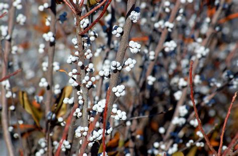 Bayberry Shrubs - They're Not Just for Candles