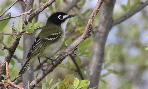 Restoring Habitat for Endangered Songbirds with Travis County DNR | Maas Verde Landscape Restoration