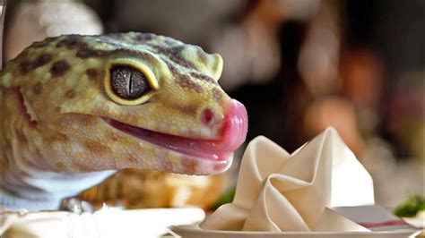 Do Leopard Geckos Eat Everyday? Top 6 Best Answers - Musicbykatie.com