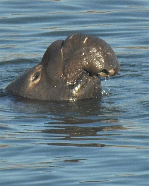 A notable nose | Male elephant seal surfacing Mirounga augus… | Flickr