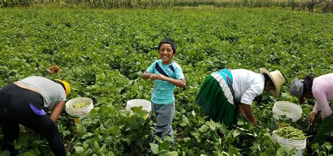 A Lesson Learned: Harvesting Green Beans | Teddy Dondanville