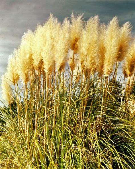 White Pampas Grass | ubicaciondepersonas.cdmx.gob.mx