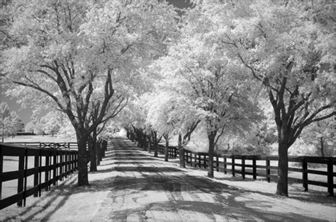 the miir image: Digital Infrared Photography Tutorial