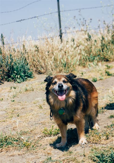 Dog Friendly hiking spots in San Francisco Bay Area: A Guide for Pet ...