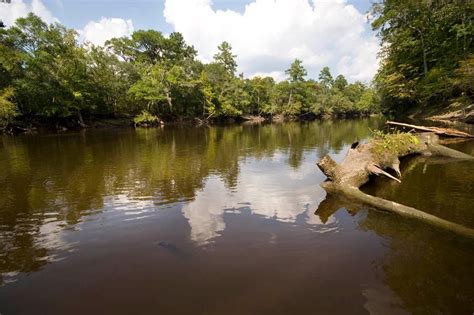 Edisto River....North America's longest free flowing blackwater river | River kayaking, State ...