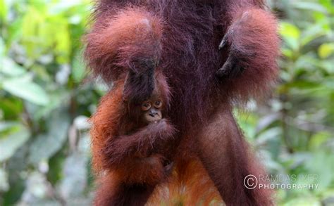 Indonesia Wildlife – Ramdas Iyer Photography