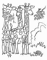 Coloring Pages For Giraffe  191 Include SVG PNG EPS DXF sketch template