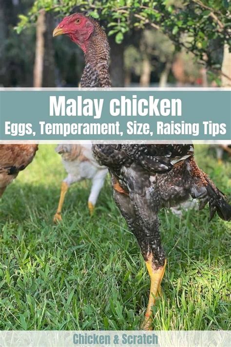 Malay Chicken: Eggs, Height, Size and Raising Tips