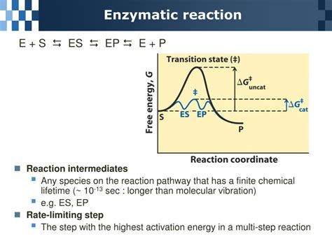 PPT - Chapter 6 Enzyme PowerPoint Presentation, free download - ID:5692414