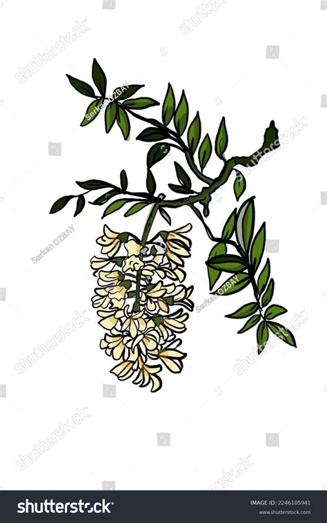 Acacia Flower Botanical Garden Drawing Stock Illustration 2246105941 | Shutterstock