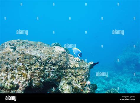 Coral reef at Maldives Stock Photo - Alamy