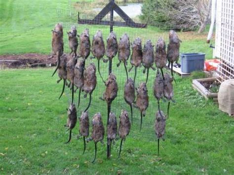 Muskrat Float Trap | Water Animals & Trapping Archives | Trap Line Bulletin Boards