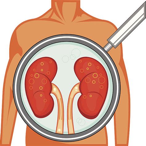 Kidney Offal Clip Art, Vector Images & Illustrations - iStock