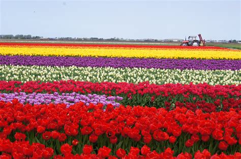 🔥 [40+] Field of Tulips Wallpapers | WallpaperSafari