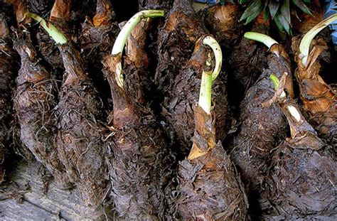 Cocoyam | Diseases and Pests, Description, Uses, Propagation