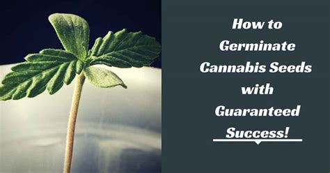 How to Germinate Cannabis Seeds with Guaranteed Success!