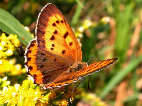 Bronze Copper — wisconsinbutterflies.org