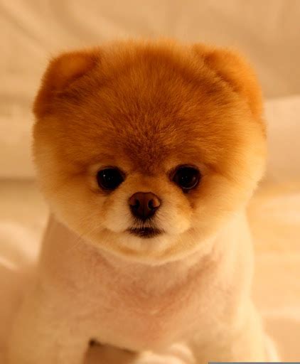 My Ultimate Obsession: Pomeranian: Grooming Cut & Styles