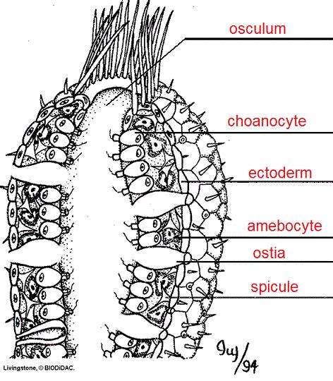 Notes: Sponges and Cnidarians