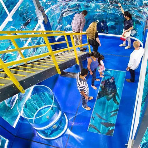 Dubai Aquarium Main Tank Viewing & Feeding Experience, UAE.