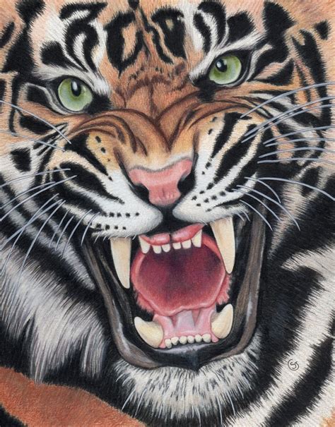 Tiger Angry Snarling Sumatran Painting ORIGINAL ART 8-5/8 x 10-7/8 Sherry Goeben #Realism in ...