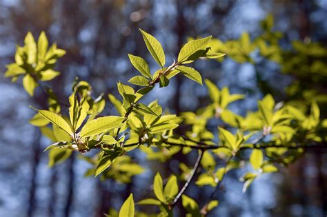 Library of Nature: Slippery Elm – HerbEra