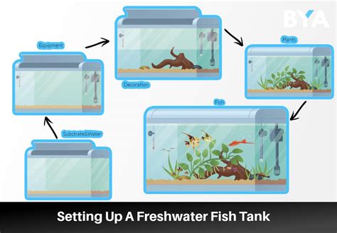 A Beginner’s Guide To Setting Up A Freshwater Fish Tank